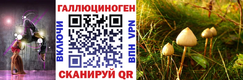 дарнет шоп  Черняховск  Псилоцибиновые грибы ЛСД 