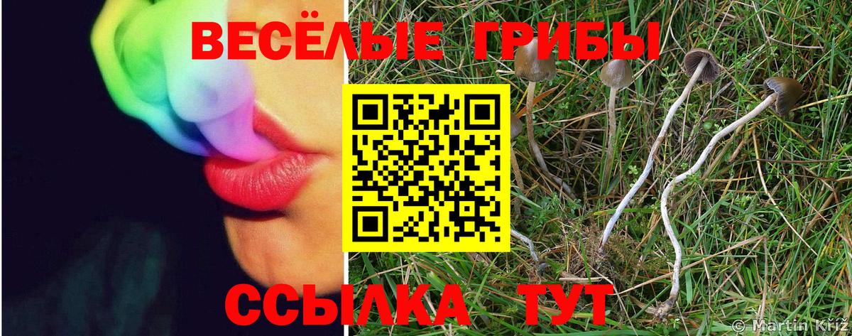 Черняховск  Псилоцибиновые грибы GOLDEN TEACHER  Вход с VPN 