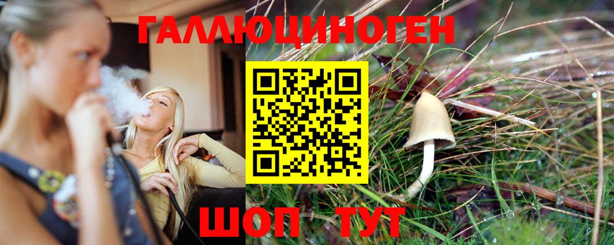 Псилоцибиновые грибы Psilocybine cubensis Черняховск